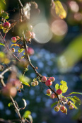 Hawthorn at Cloud's Rest