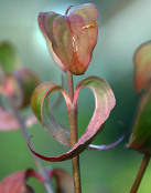 Cornus kousa