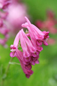 Corydalis buschii