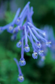 Corydalis flexuosa