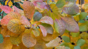 Cotinus coggyria 'Grace' - autumn foliage