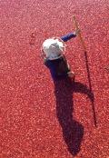 Cranberry Harvest