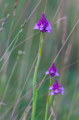 Pyramidal orchids growing wild in Breckland, Norfolk