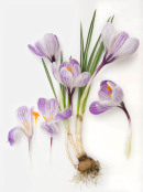 crocus