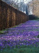 Crocus tommasinianus