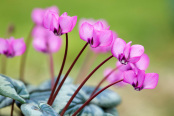 Cyclamen coum