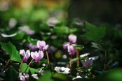 Autumn cyclamen