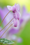  Winning image of the month October 2017 Cyclamen hederifolium