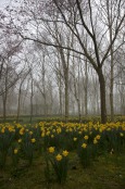 narcissus pseudonarcissus, 