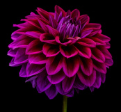 Velvet Dahlia