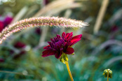 Modern dahlia border