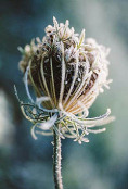 Daucus carota