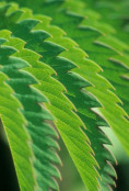 Deceptive closeup of Melianthus