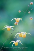 Epimedium 'Amber Queen'