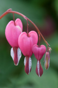 Dicentra spectabilis