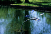 Dragonfly sculpture Credit: Blewbury Manor 