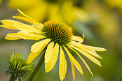 Echinacea 'Harvest Moon'