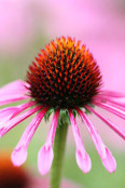 Echinacea purpurea