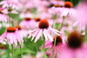 Echinacea purpurea