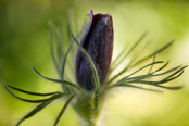 EMERGING BUD OF PULSATILLA VULGARIS HEILER HYBRIDS