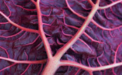 EMERGING LEAF OF RHEUM PALMATUM ATROSANGUINEUM