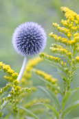 Enchinops with Golden Rod