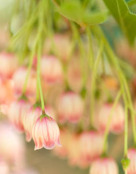 Enkianthus campanulatus