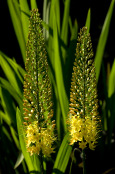 Foxtail lilies 
