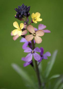 Erysimum'Chelsea Jacket'