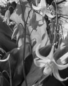 Erythronium 'Pagoda'  