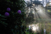 'ETHEREAL LIGHT'