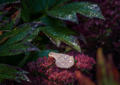 Fallen leaf on sedum