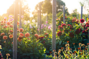 Emma's dahlias