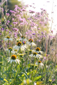 Autumn Echinacea