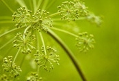 Fennel