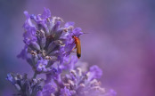 Red Cardinal Beetle on Lavender