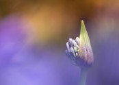 Agapanthus emerging