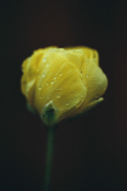 Yellow Ranunculus Flower