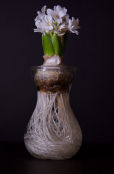 White Hyacinth