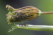 Foeniculum vulgare Purpureum