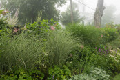 Foggy Summer