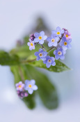 Forget-me-not