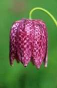 Fritillaria meleagris