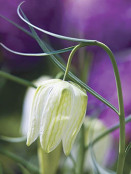 Fritillaria meleagris 'Alba'