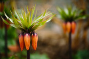 Fritillaria imperialis 