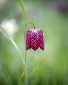 Fritillaria meleagris