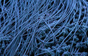 Frosted pampas grass and box