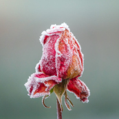 Frosted Rose