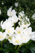 Colchicum album
