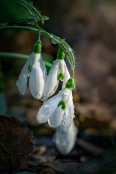 Galanthus with melting ice